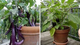 baingan ka paudha, baingan ka paudha kaise lagaen, Gardening Tips