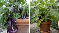 गार्डनिंग टिप्स: किचन गार्डन में उगाएं बैंगन, जानें सही मिट्टी और देखभाल का तरीका