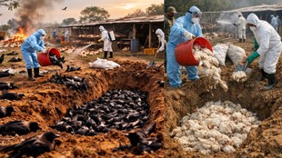 Bihar, Bird Flu, Avian Influenza, H5N1, Chickens killed, Poultry farm, Chitkohra, Poultry disease, Bihar news, Dead birds, Chicken culling,