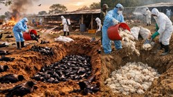 बिहार में फिर से खतरा बनने लगी है बर्ड फ्लू की बीमारी, जानिए क्या है H5N1 जो कौओं से फैल रहा है? ऐसे समझें लक्षण और बचाव