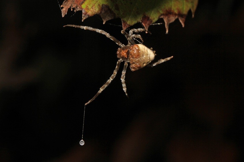 bolas spider