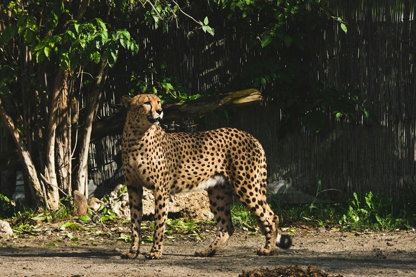 cheetah