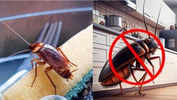 कितने साल जीता है एक कॉकरोच? जानें तिलचट्टे से जुड़ीं रोचक बातें और घर से भगाने के सस्ते तरीके