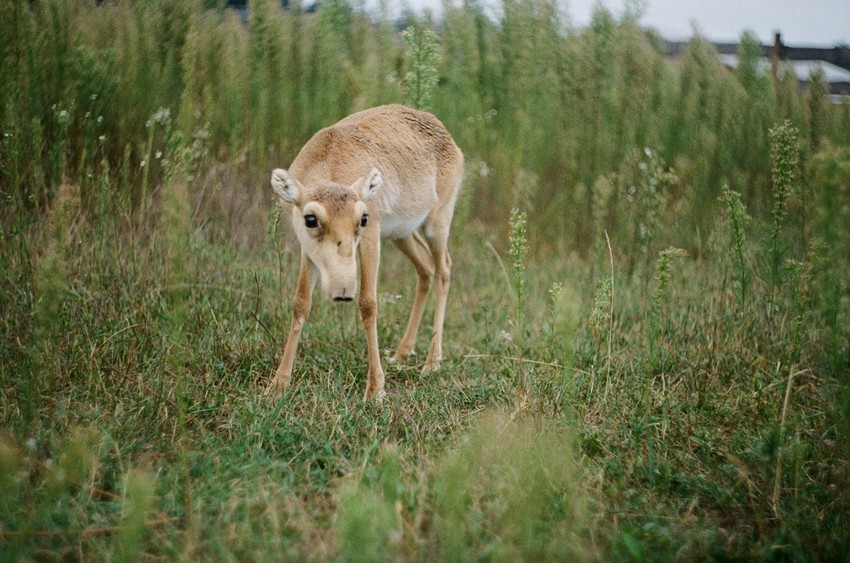 Saiga Antelope