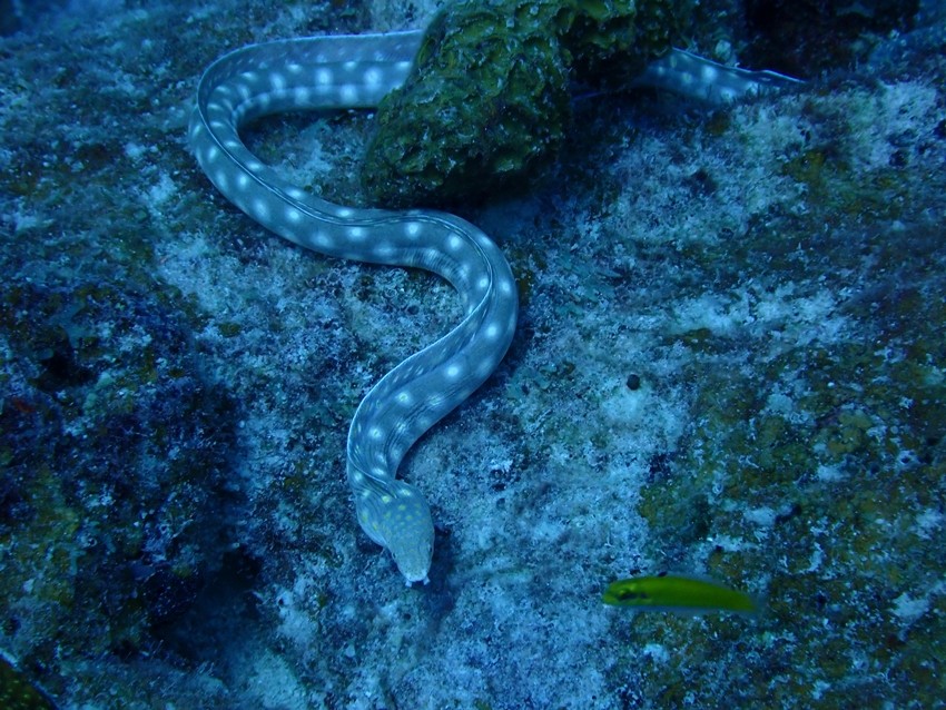 electric eel