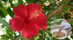 गुड़हल के लिए फायदेमंद है घर पर बनी यह खास खाद, पौधों में ज्यादा फूल लाने में मिल सकती है मदद