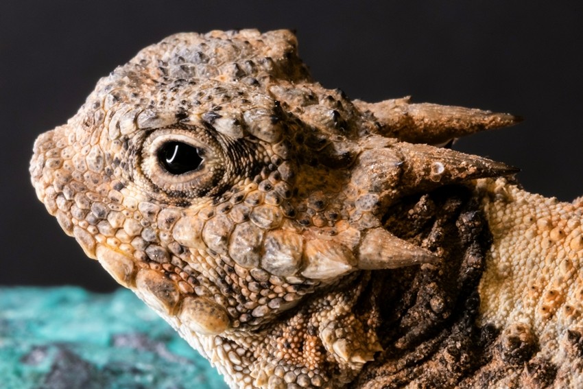 horned lizard-unsplash