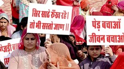 खेजड़ी बचाओ आंदोलन क्या है, क्यों पूरा राजस्थान हुआ लामबंद, अपनी ही सरकार के खिलाफ खड़ी हो गईं वसुंधरा