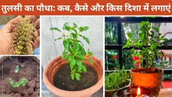 तुलसी की मंजरी से इस तरह उगाएं नया पौधा, लगाते समय बरतें ये सावधानियां