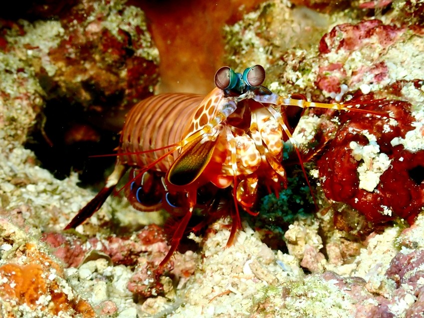 mantis shrimp-unsplash
