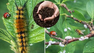 How to make neem pesticide at home | neem keetnashak | neem ki khad kaise banaye | Neem Khali Khad