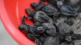 supreme court news, tamil nadu, olive ridley turtle deaths tamil nadu