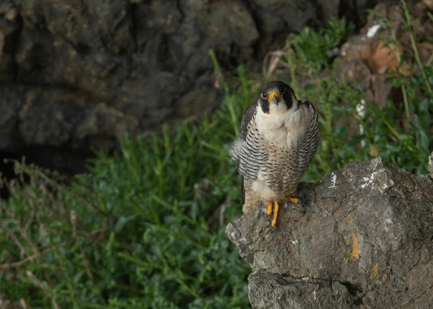 peregrine falcon