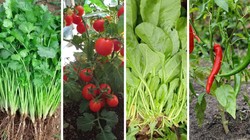 गमले में बीज से ही उगा सकते हैं ये 5 तरह की सब्जियां, बस इन बातों का रखें खास ध्यान