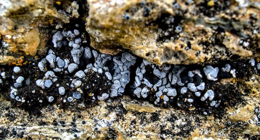 rare earth mining in India