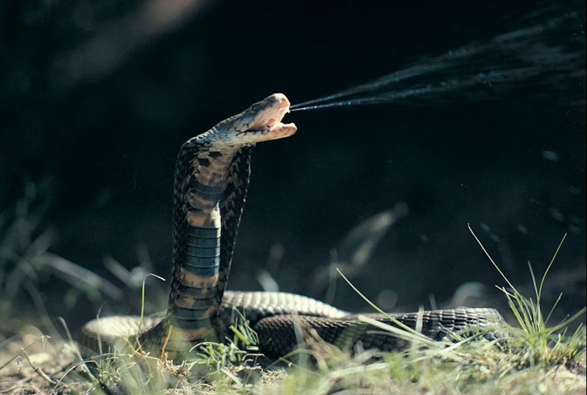 spitting cobra-unsplash