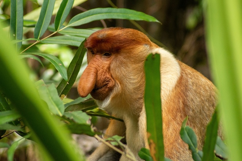 Proboscis Monkey