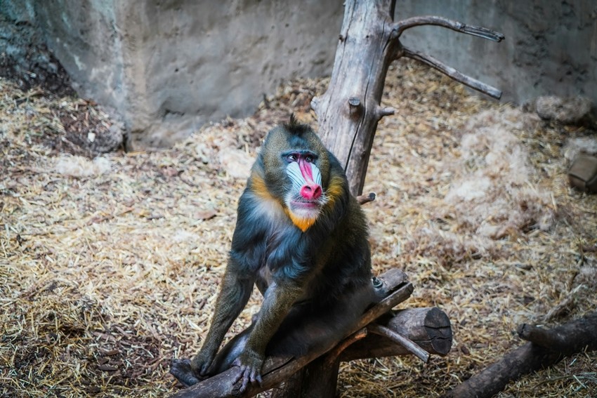 Mandrill