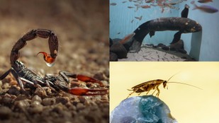 7 Ultimate Survivors of Nature That Could Outlast Humans