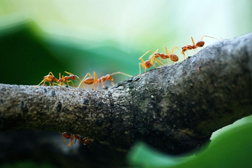 ANTS
