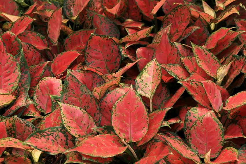 Aglaonema