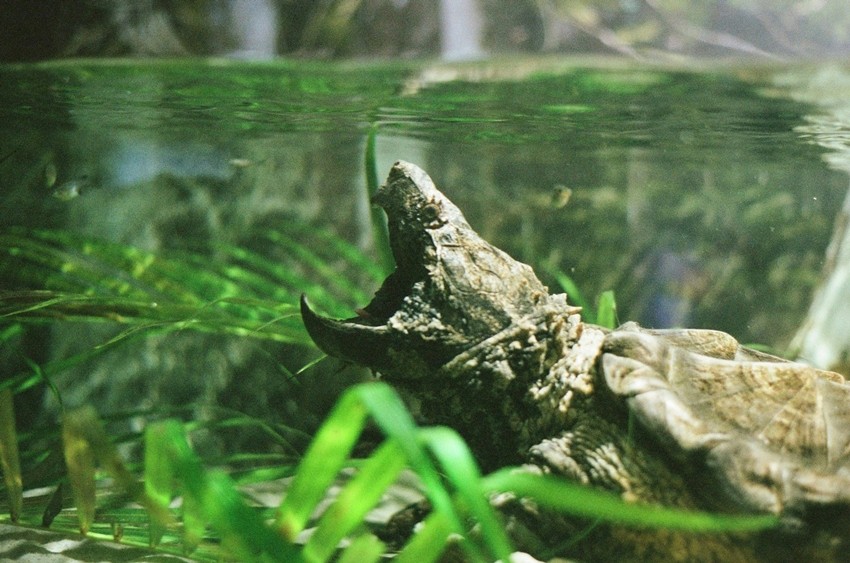 Alligator Snapping Turtle