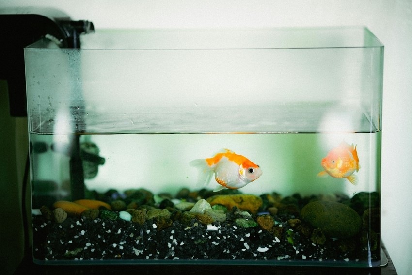 An Aquarium