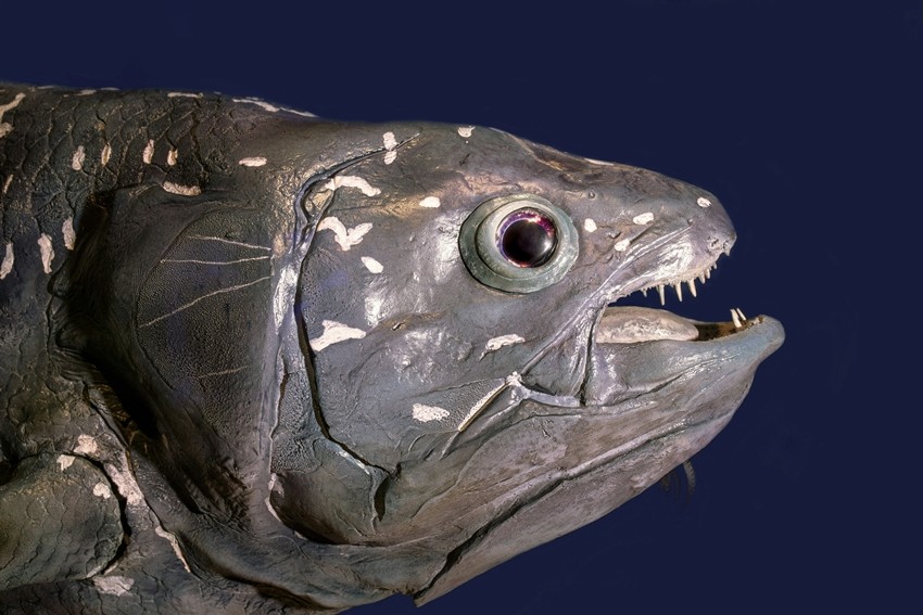 Ancient Creatures That Survived Millions of Years