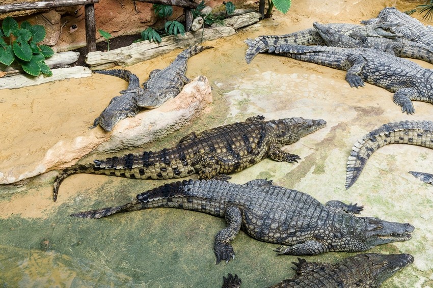 Animals Older Than Dinosaurs That Still Exist Today