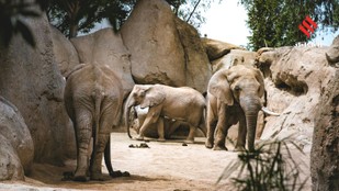 Animals That Are Protecting Your Life Right Now