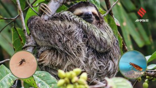 Animals You Thought Were Worthless But Nature Needs Them