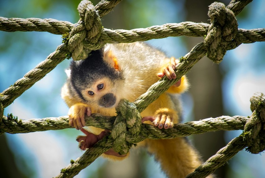 Animals closest to human intelligence