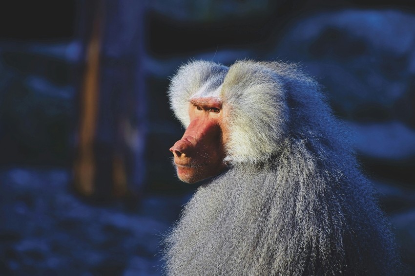 BABOON
