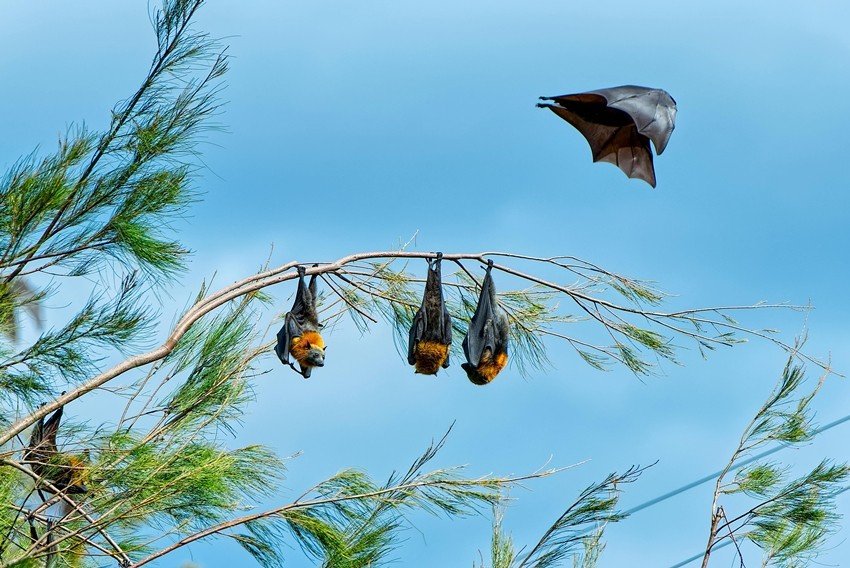 BATS