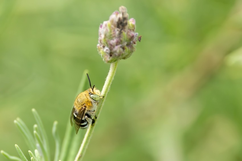 BEES