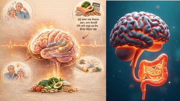 Calorie Restriction, Brain Aging, White Matter Health, Myelin Sheath, Brain Health Diet, Long-term Calorie Restriction, Memory and Aging
