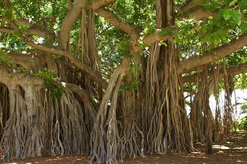 Banyan