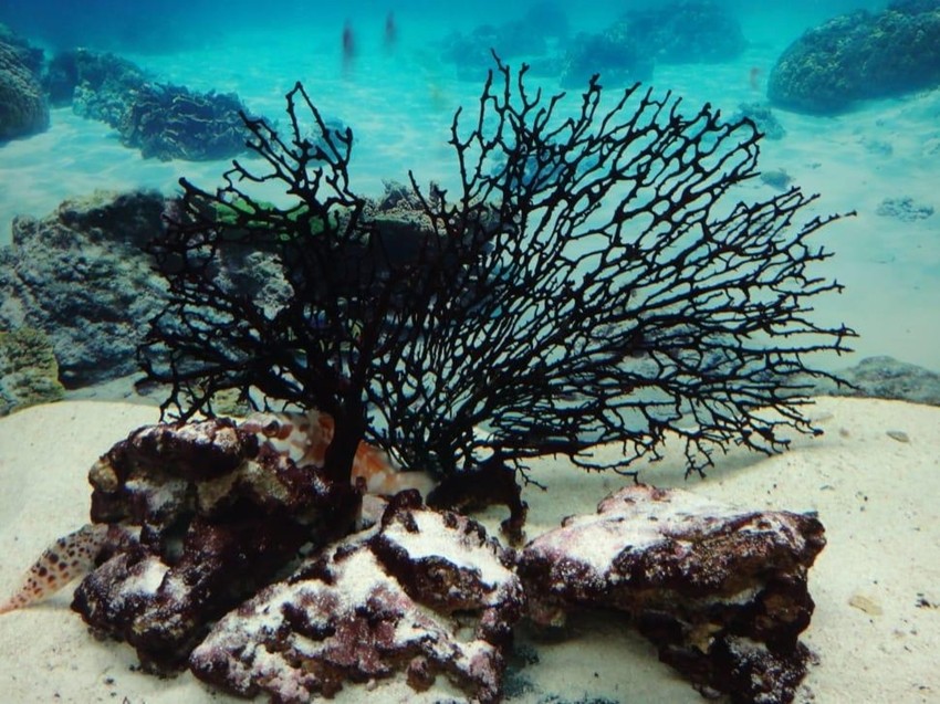 Black Coral