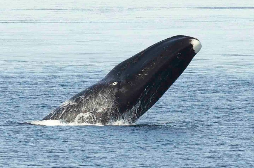 Bowhead Whale