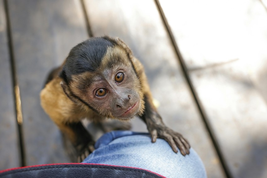 CAPUCHIN MONKEY