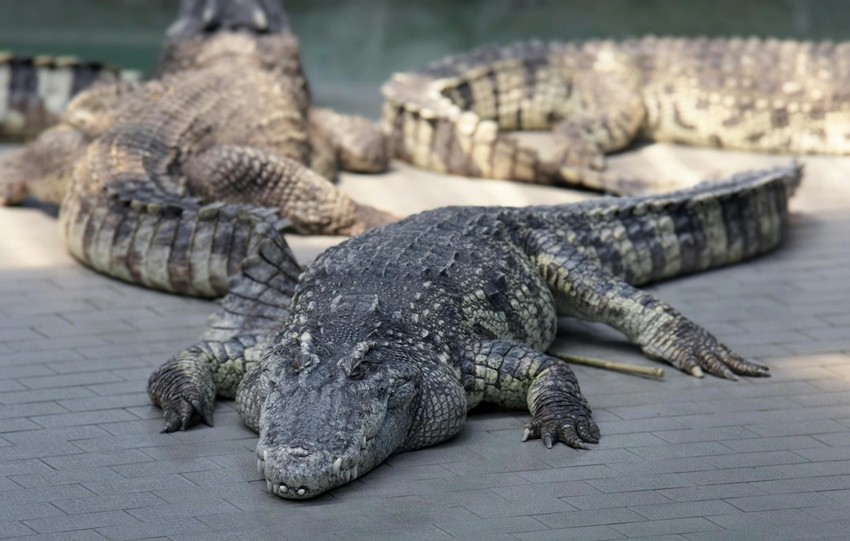 CROCODILE