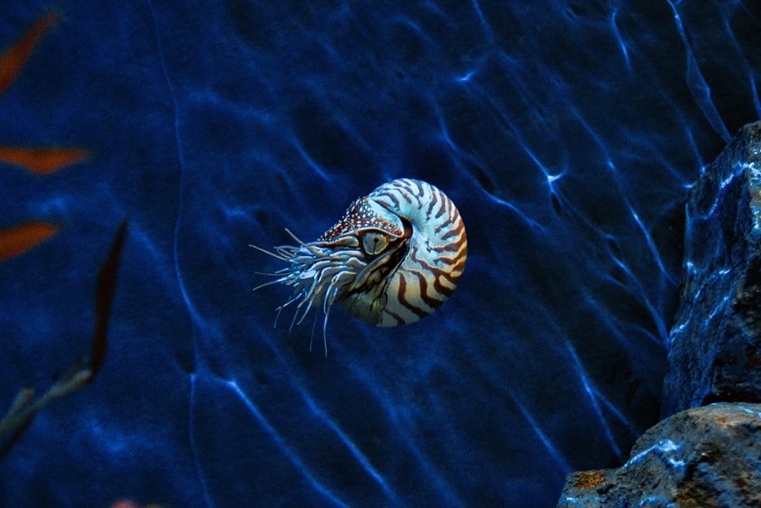 Creatures That Survived for Millions of Years