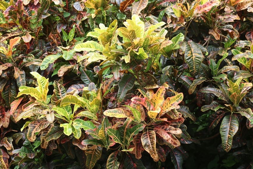 Crotons