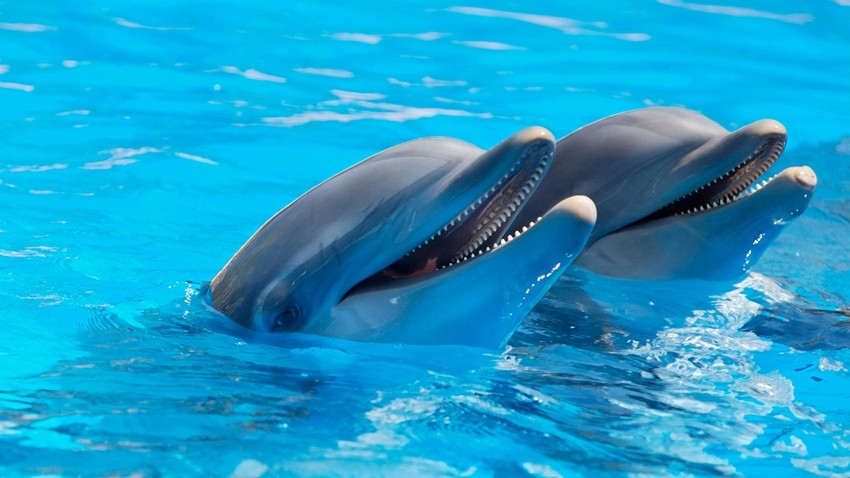 DOLPHIN
