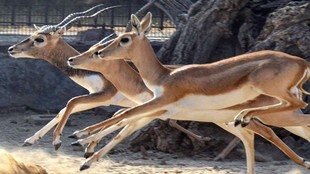 wildlife safety India, deer killed stray dogs Chhattisgarh