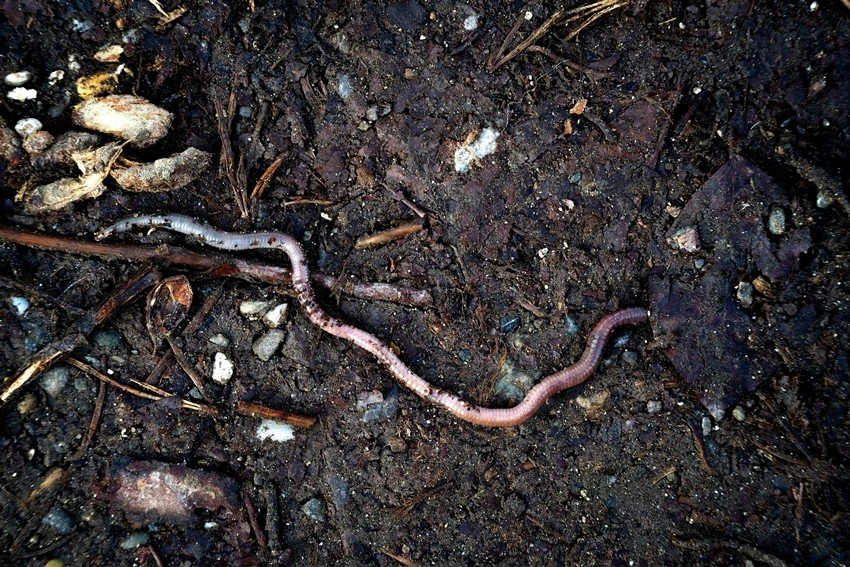 EARTHWORMS