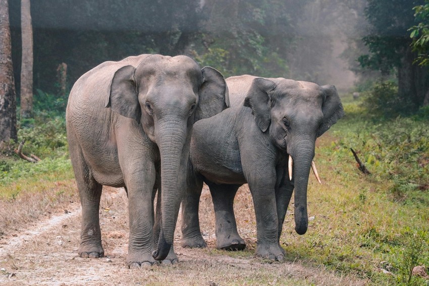 ELEPHANTS