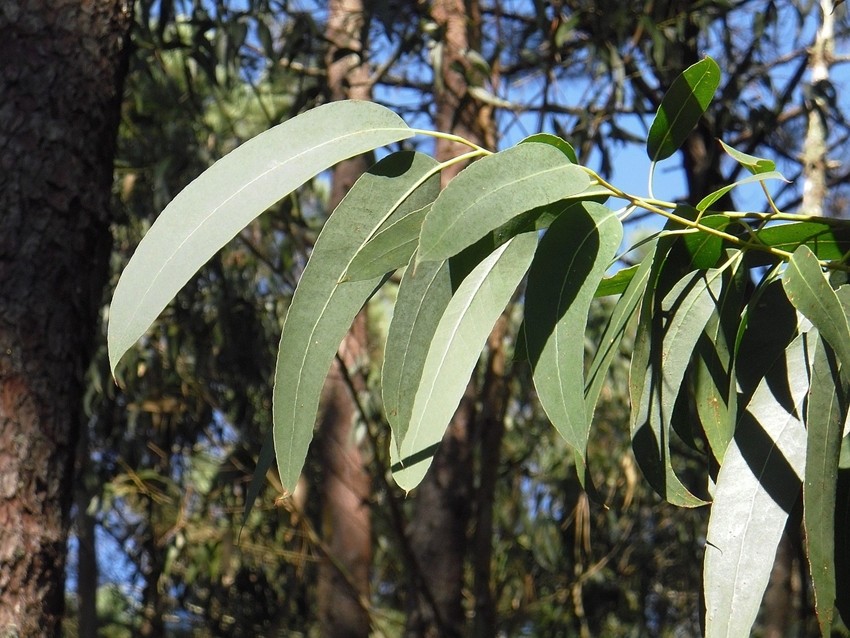 EUCALYPTUS