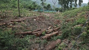 India deforestation alert system, FSI Anavaran portal, satellite monitoring of forests India