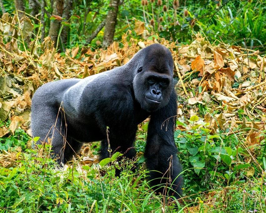 GORILLA